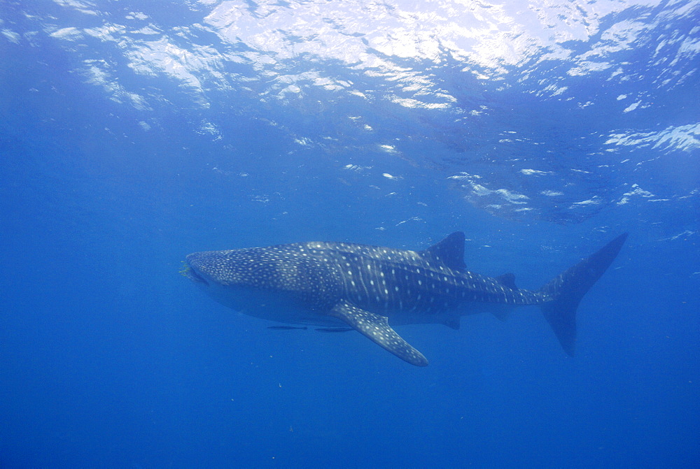 Whale Shark , Rhincodon typus, Mahe, Seychelles, Indian Ocean (rr)