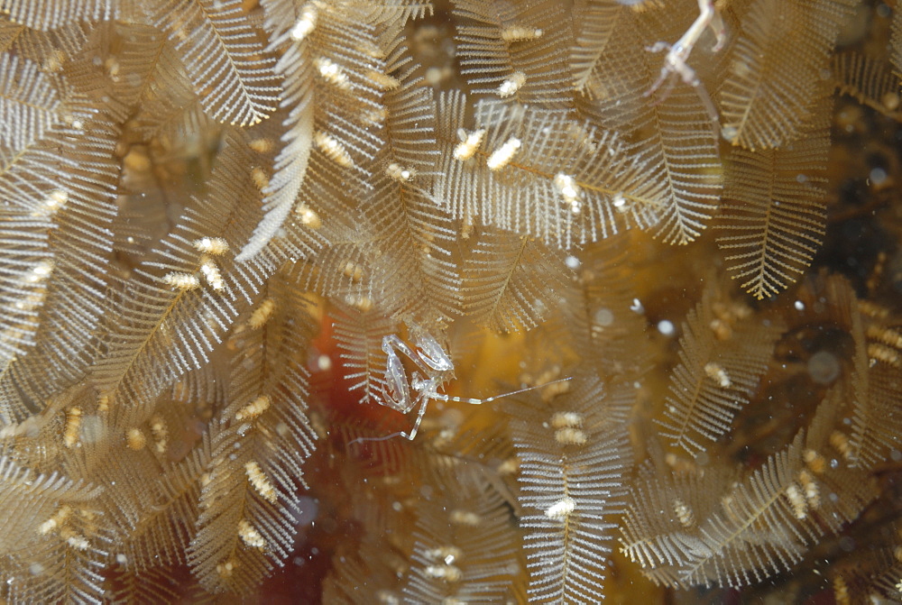 Caprellid amphipod on hydroid, Nolton Haven, Pembrokeshire, Wales, UK, Europe