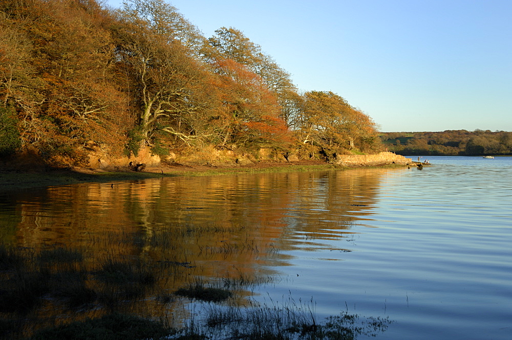 Evening light, autumn colours, Picton Point, Cleddau, Pembrokeshire, Wales, UK, Europe