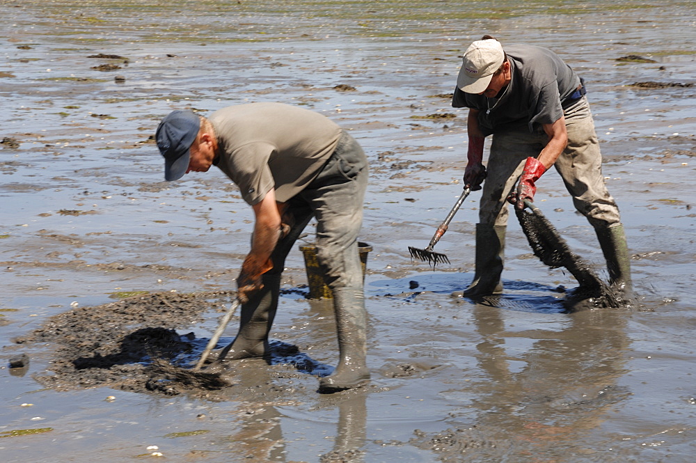 Gang of immigrant cockle pickers, Angle Bay, Milford Haven, Pembrokeshire, Wales, UK, Europe