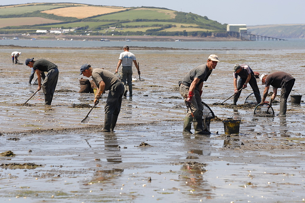 Gang of immigrant cockle pickers, Angle Bay, Milford Haven, Pembrokeshire, Wales, UK, Europe