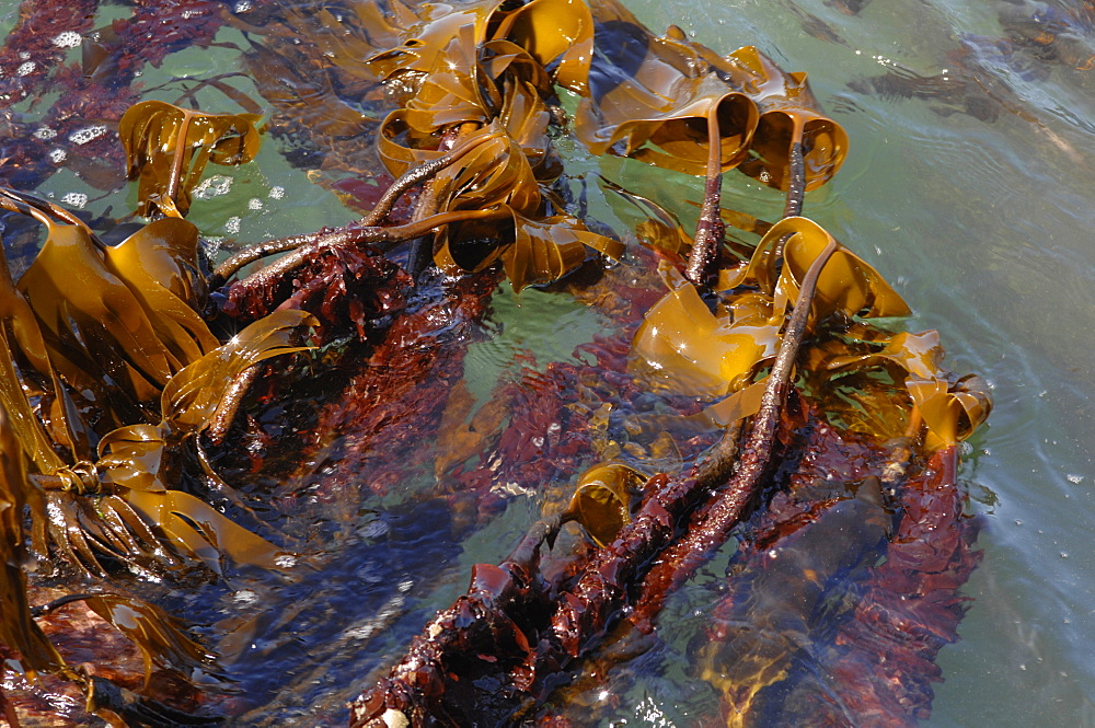 Kelp (Laminaria hyperborea) and dulse ( Palmaria Palmata) exposed at low tide, St. Brides Haven, Pembrokeshire, Wales, UK, Europe