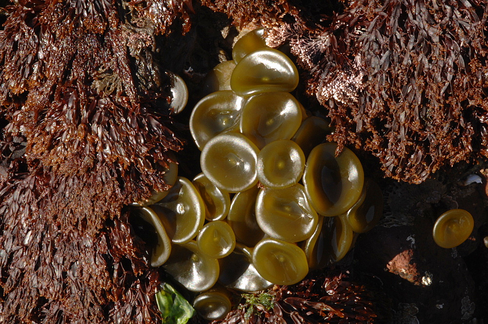 Button-like thalli of Thongweed (Himanthalia elongata), St. Brides Haven, Pembrokeshire, Wales, UK, Europe