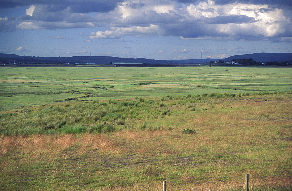 Saltmarsh, Loughor Estuary, Burry Inlet, Wales, UKgower