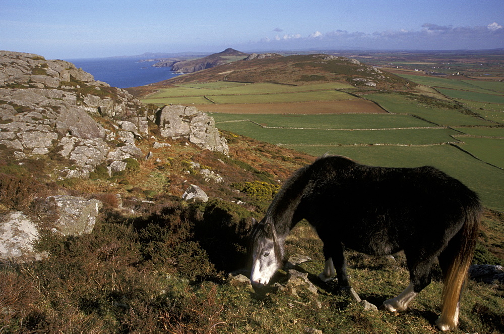 Wild ponies grazing on Carn Llidi, Pembrokeshire Coast National Park, Wales, UK