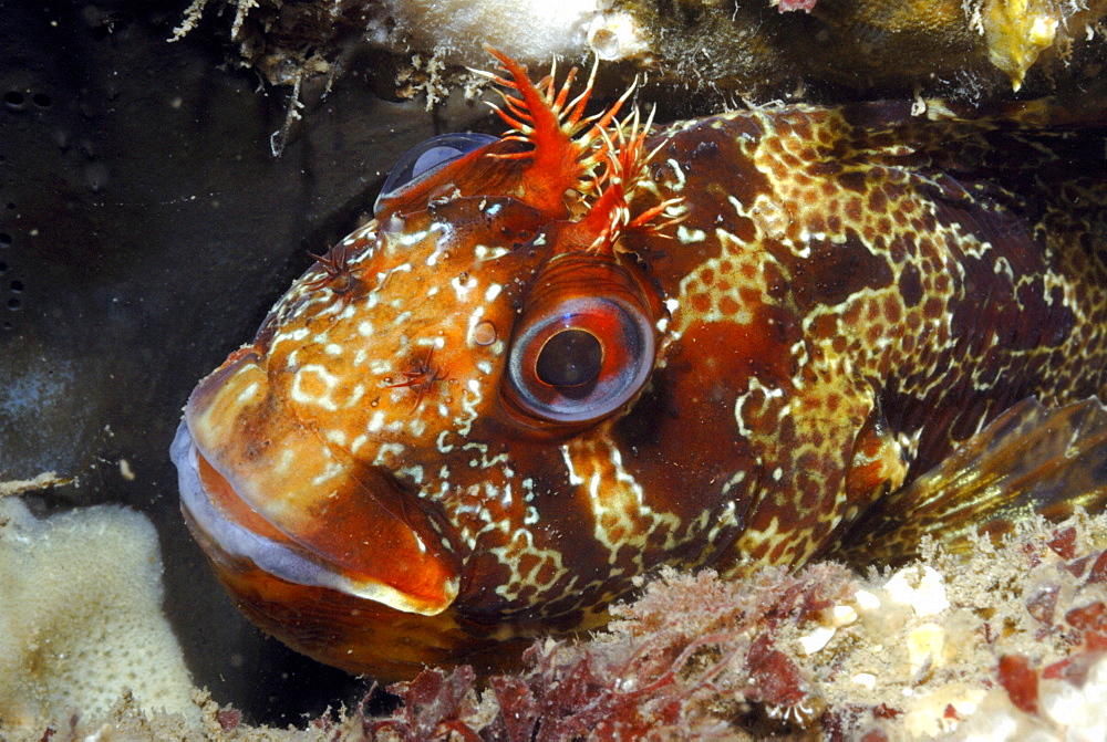 Tompot blenny (Parablennius gattorugine), St Brides, Pembrokeshire, Wales, UK, Europe     (rr)