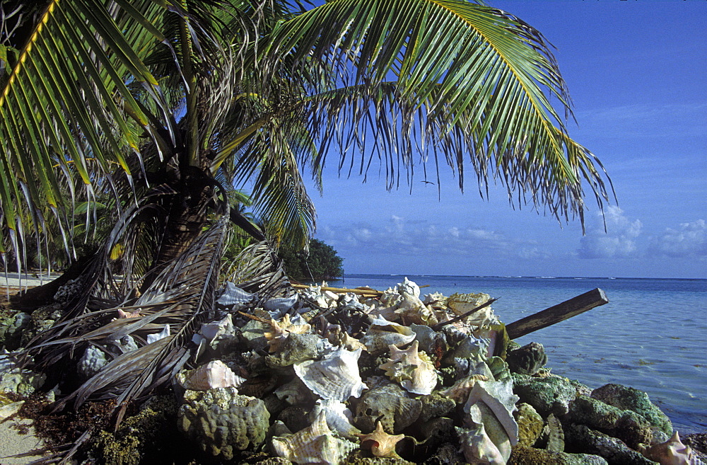 Sea defence made from Queen Coch shells, South Water Cay, Belize      (rr)