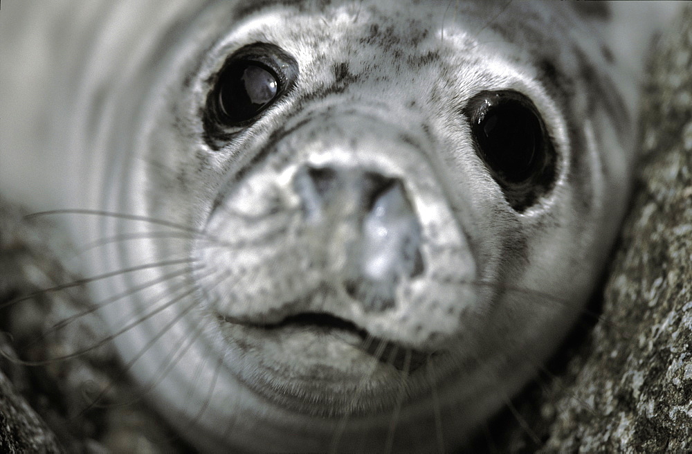 Atlantic Grey Seal pup, Halichoerus grypus, Skomer Island, Pembrokeshire, Wales, UK, Europe         (rr)