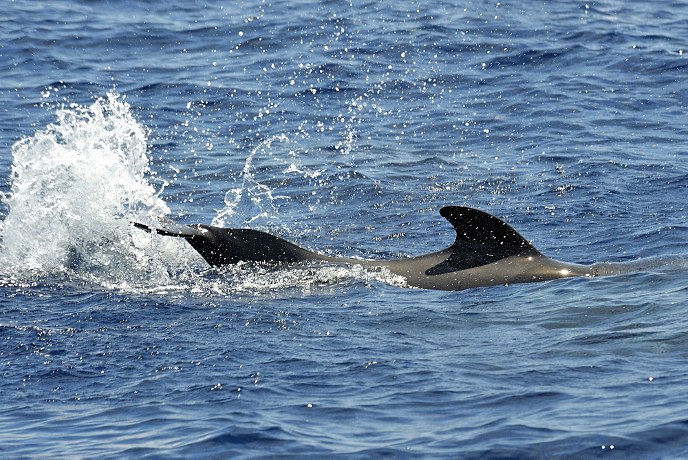 Short-finned Pilot Whale (Globicephala macrorhynchus). Azores, North Atlantic. Taken 2008