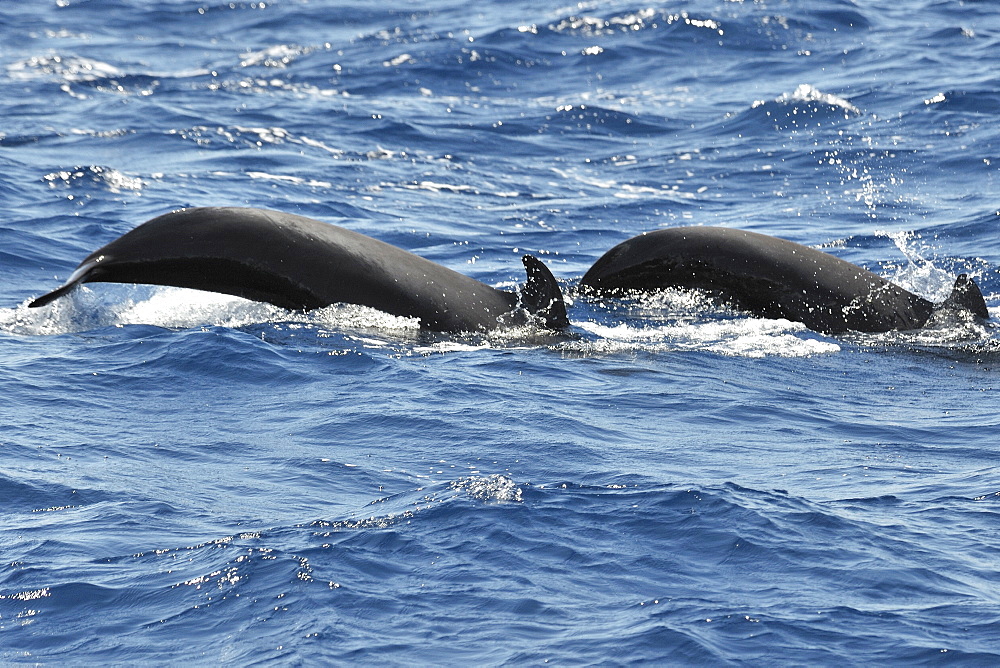 Short-finned Pilot Whale (Globicephala macrorhynchus). Azores, North Atlantic. Taken 2008