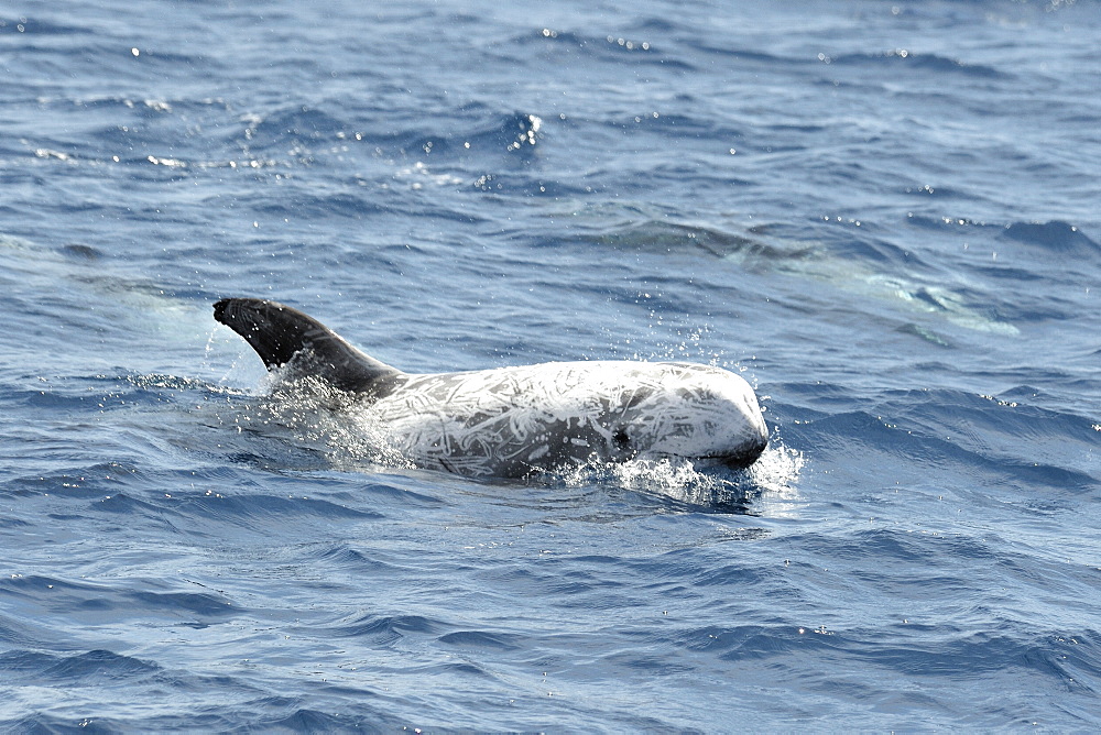 Risso's Dolphin (Grampus griseus). Azores, North Atlantic. Taken 2008