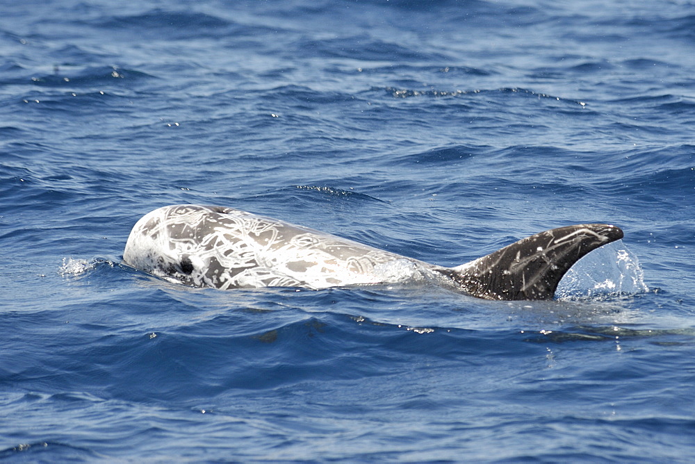 Risso's Dolphin (Grampus griseus). Azores, North Atlantic. Taken 2008