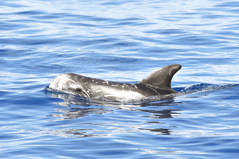 Risso's Dolphin (Grampus griseus). Azores, North Atlantic. Taken 2008