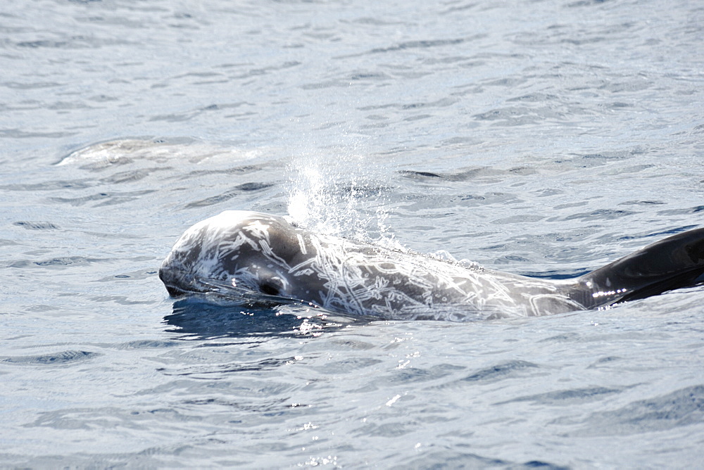 Risso's Dolphin (Grampus griseus). Azores, North Atlantic. Taken 2008