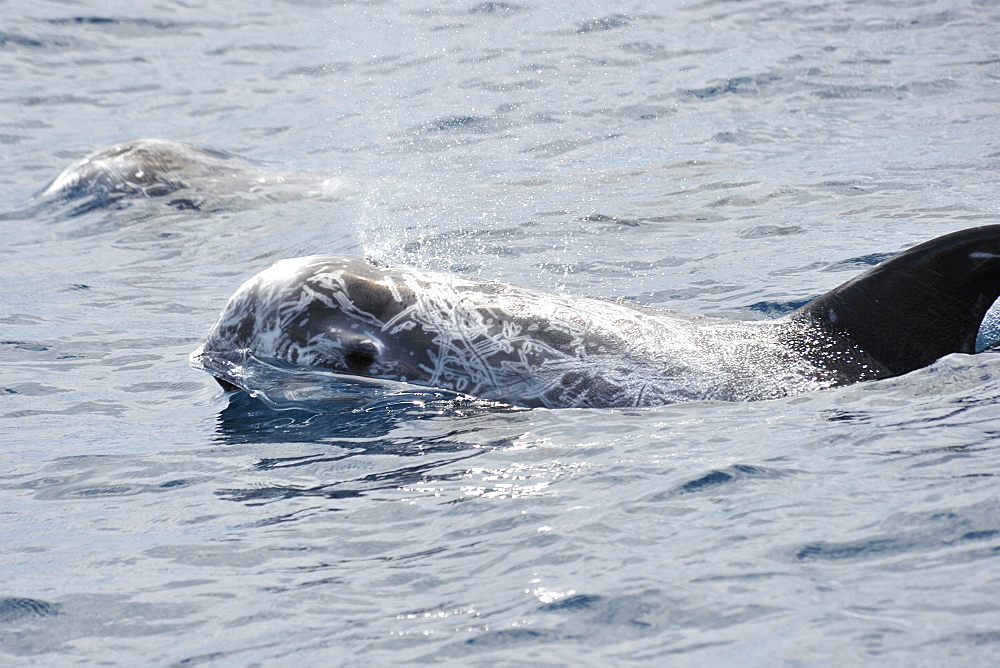 Risso's Dolphin (Grampus griseus). Azores, North Atlantic. Taken 2008