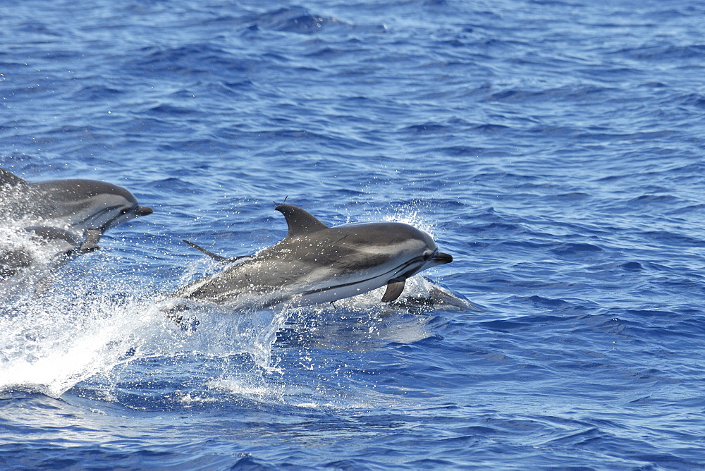 Striped Dolphin (Stenalla coeruleoalba). Azores, North Atlantic. Taken 2008