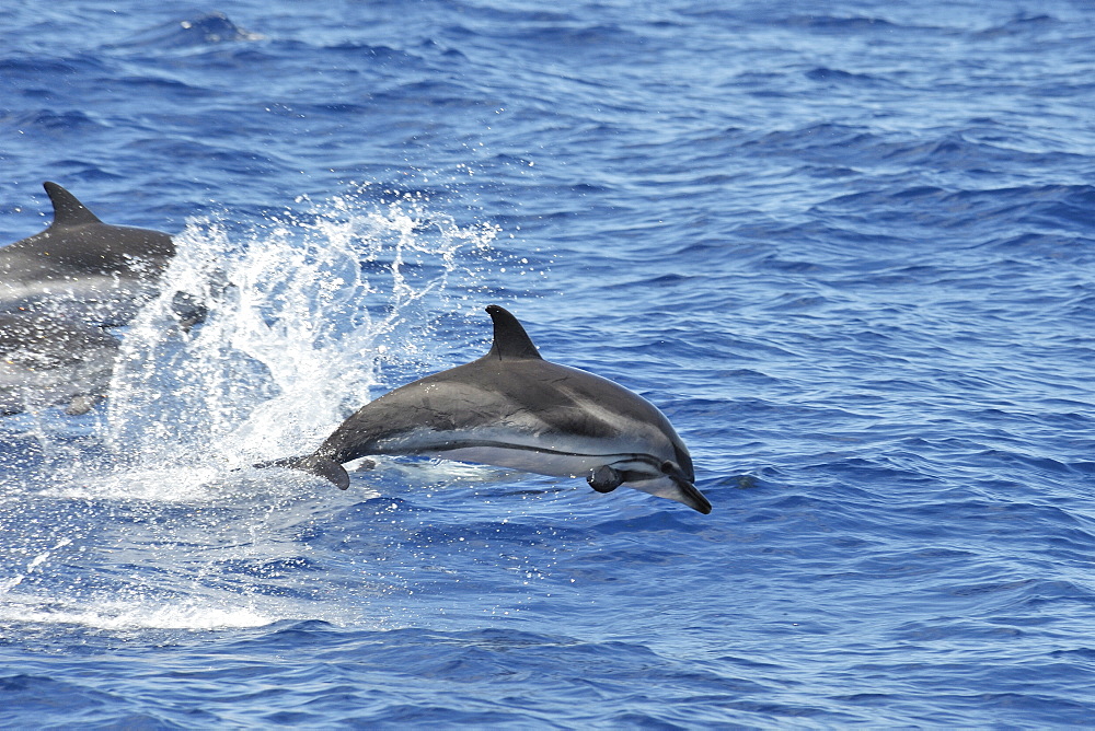 Striped Dolphin (Stenalla coeruleoalba). Azores, North Atlantic. Taken 2008