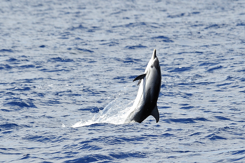 Striped Dolphin (Stenalla coeruleoalba). Azores, North Atlantic. Taken 2008