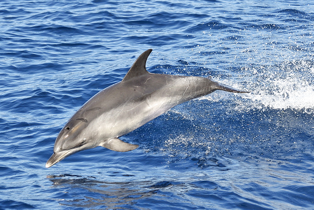 Atlantic Spotted Dolphin (Stenalla frontalis). Azores, North Atlantic. Taken 2008