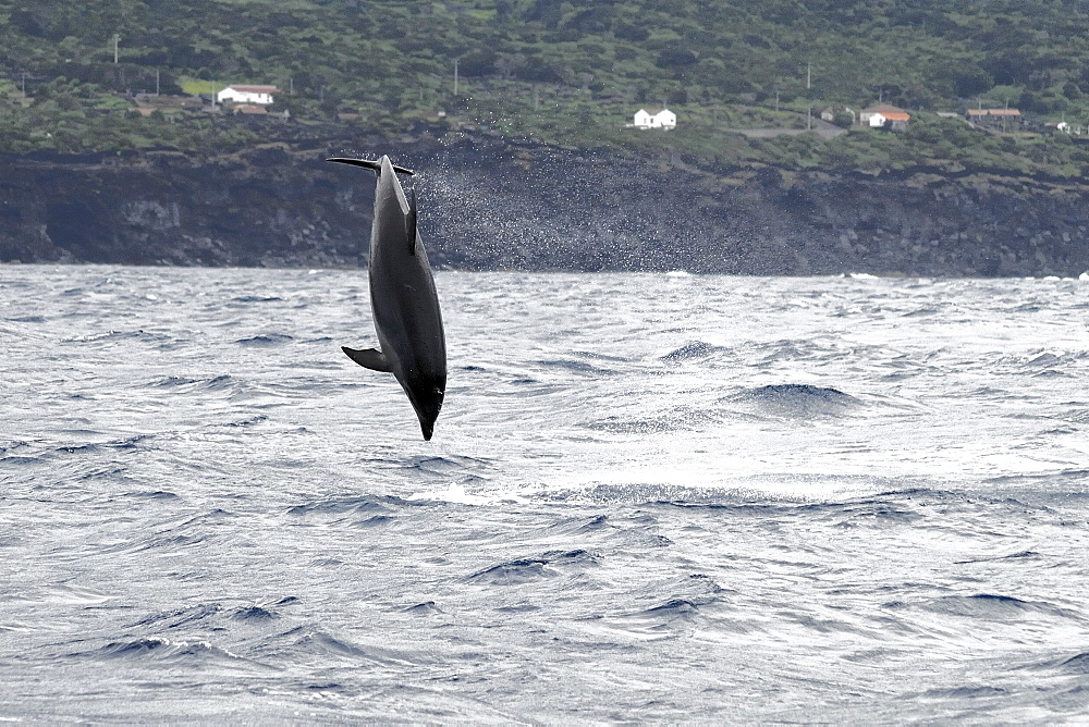 Common Bottlenose Dolphin (Tursiops truncatus). Azores, North Atlantic. Taken 2008