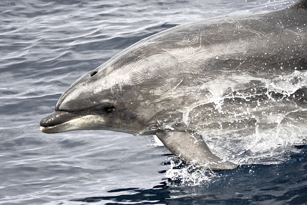 Common Bottlenose Dolphin (Tursiops truncatus). Azores, North Atlantic. Taken 2008