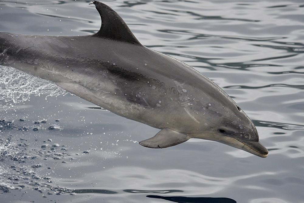 Common Bottlenose Dolphin (Tursiops truncatus). Azores, North Atlantic. Taken 2008
