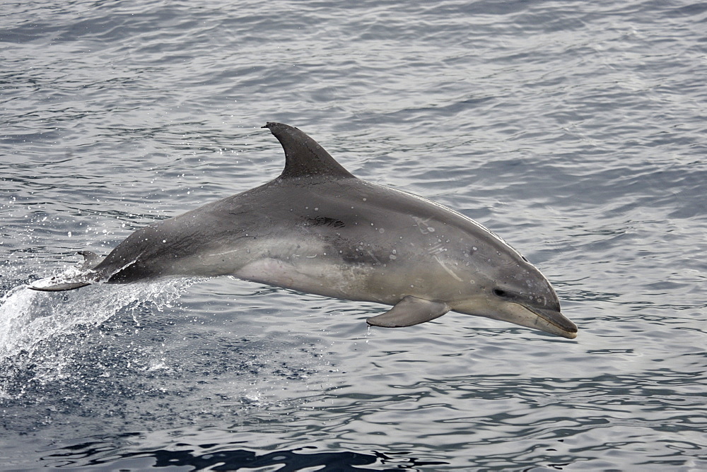 Common Bottlenose Dolphin (Tursiops truncatus). Azores, North Atlantic. Taken 2008