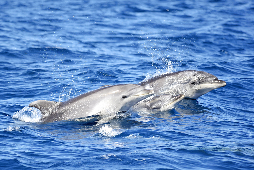 Common Bottlenose Dolphin (Tursiops truncatus). Azores, North Atlantic. Taken 2008