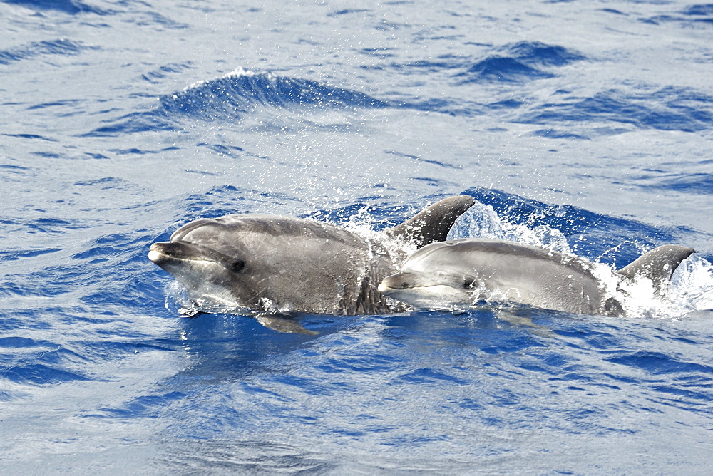 Common Bottlenose Dolphin (Tursiops truncatus). Azores, North Atlantic. Taken 2008