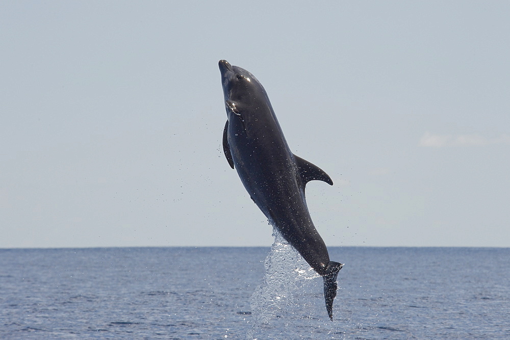 Common Bottlenose Dolphin, Tursiops truncatus, breaching high in the air, Costa Rica, Pacific Ocean.