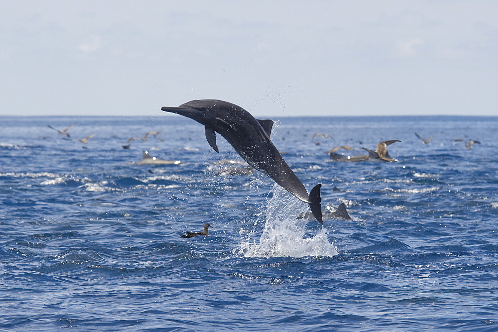 Central American Spinner Dolphin, Stenella longirostris centroamericana, spinning, Costa Rica, Pacific Ocean.