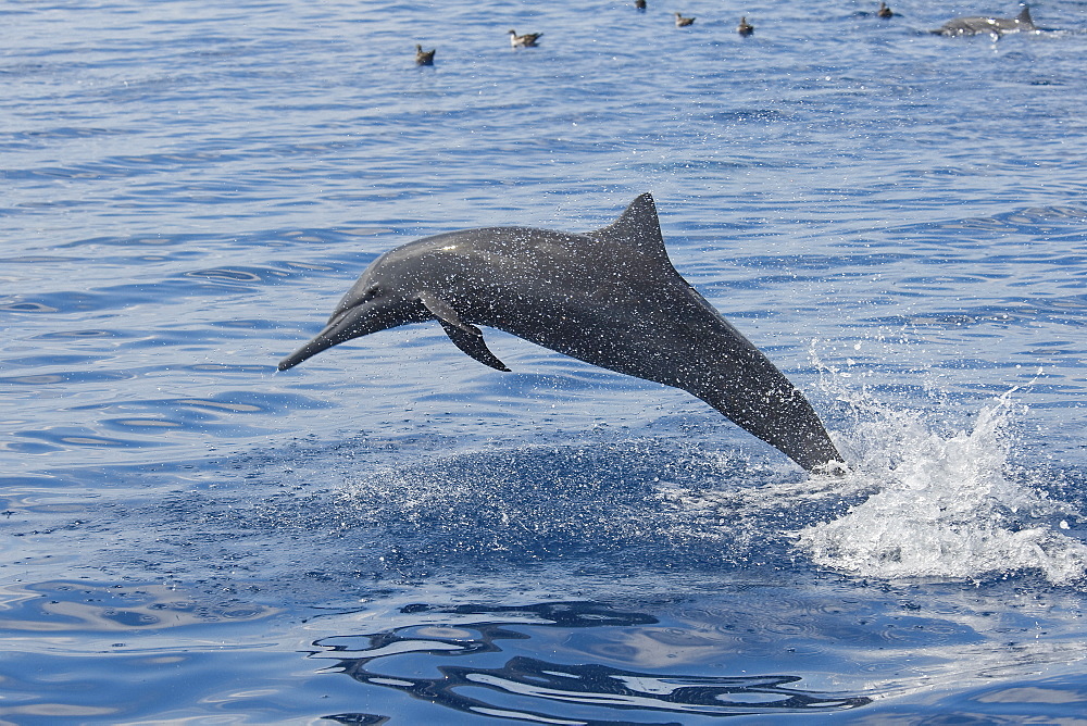 Mature-adult Central American Spinner Dolphin, Stenella longirostris centroamericana, spinning, Costa Rica, Pacific Ocean.