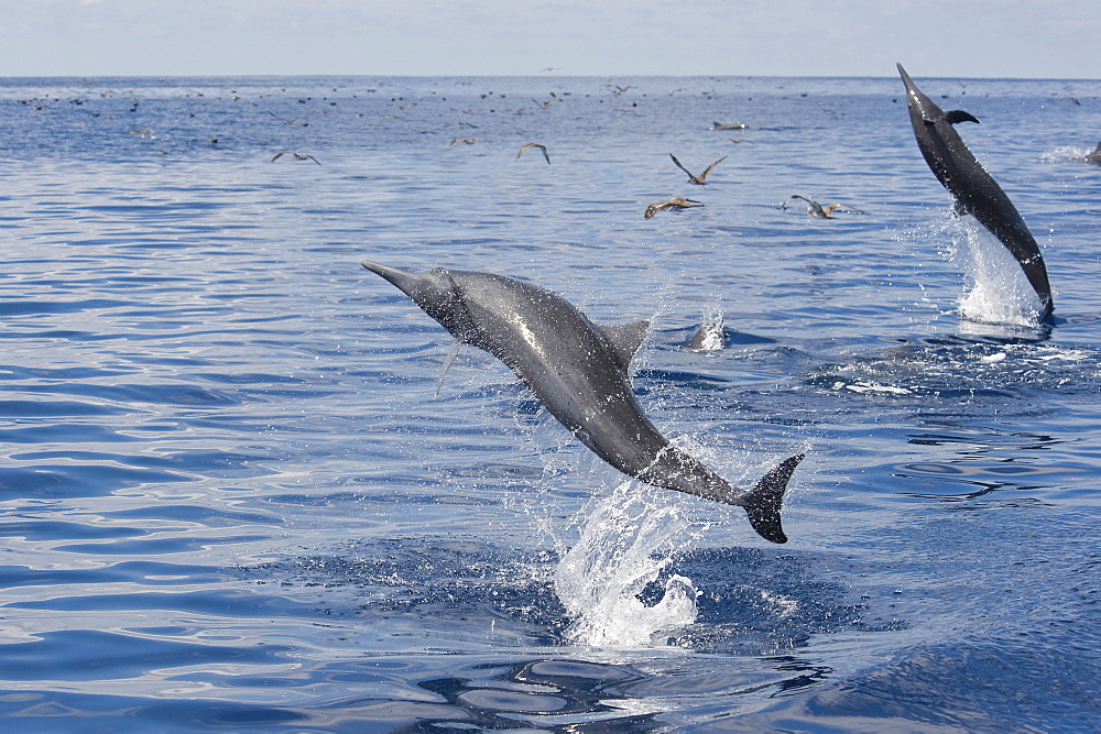 Central American Spinner Dolphins, Stenella longirostris centroamericana, spinning in unison, Costa Rica, Pacific Ocean.