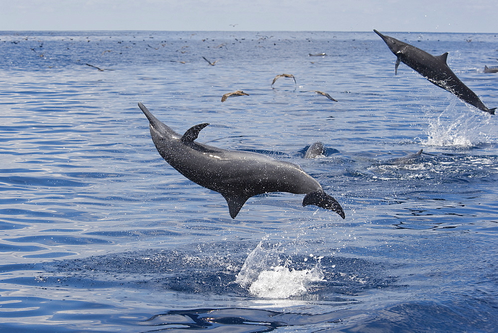 Central American Spinner Dolphins, Stenella longirostris centroamericana, spinning in unison, Costa Rica, Pacific Ocean.