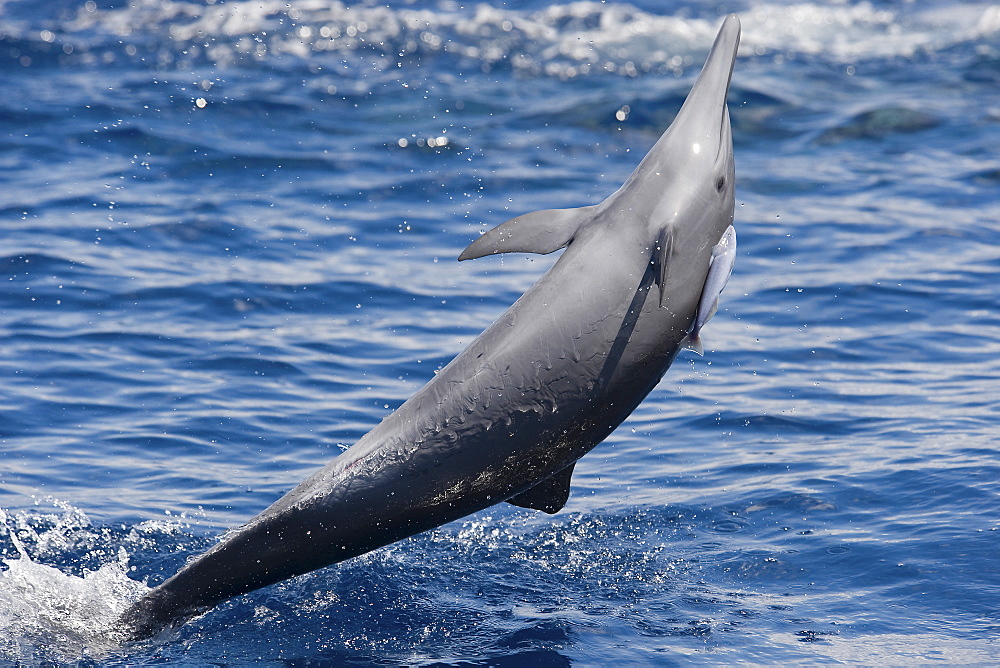 Central American Spinner Dolphin, Stenella longirostris centroamericana, spinning with small Remora attached, Costa Rica, Pacific Ocean.