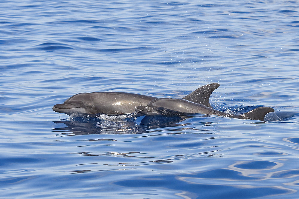 Common Bottlenose Dolphins, Tursiops truncatus, surfacing together, Costa Rica, Pacific Ocean.