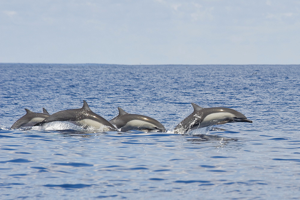 A group of Short-beaked Common Dolphin, Delphinus delphis, porpoising, Costa Rica, Pacific Ocean.