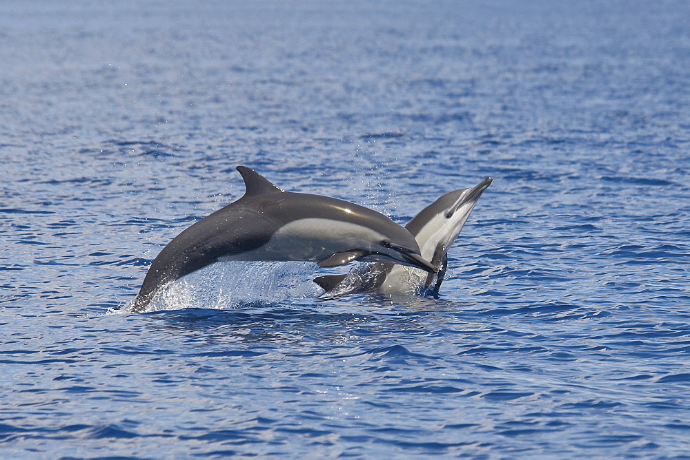 A pair of Short-beaked Common Dolphin, Delphinus delphis, porpoising, Costa Rica, Pacific Ocean.