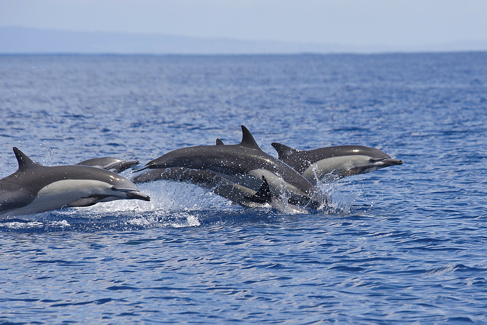 A group of Short-beaked Common Dolphin, Delphinus delphis, porpoising, Costa Rica, Pacific Ocean.