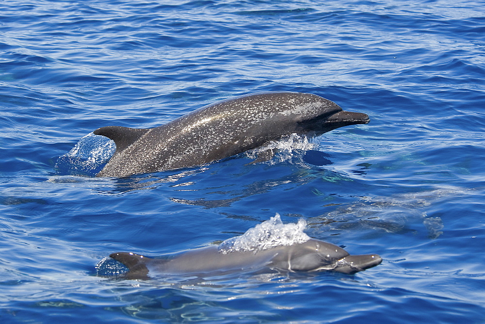 Inshore Pantropical Spotted Dolphins, Stenella attenuata graffmani, surfacing, Costa Rica, Pacific Ocean. This subspecies displays a much greater degree of spotting than its offshore counterpart.