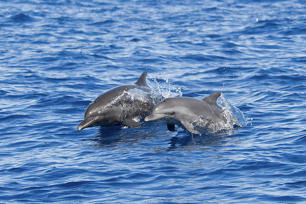 Inshore Pantropical Spotted Dolphin, Stenella attenuata graffmani, mother & calf porpoising, Costa Rica, Pacific Ocean. Adults of this subspecies display a much greater degree of spotting than their offshore counterparts, youngsters have little or no spotting.