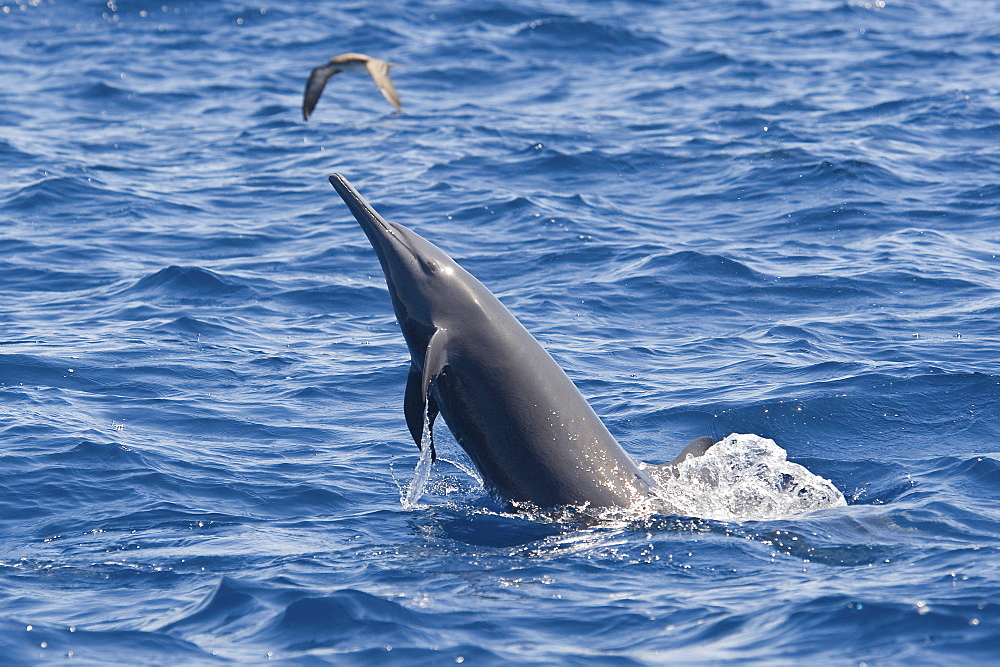 Central American Spinner Dolphin, Stenella longirostris centroamericana, spinning, Costa Rica, Pacific Ocean.