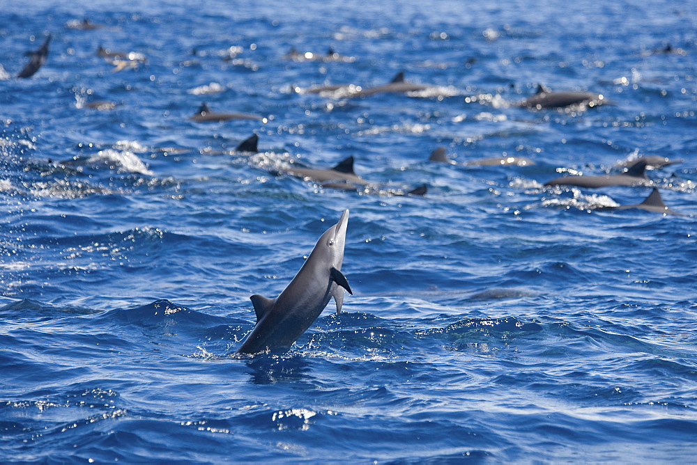 Central American Spinner Dolphins, Stenella longirostris centroamericana, this is part of a super pod of over 2,000 individuals, Costa Rica, Pacific Ocean.