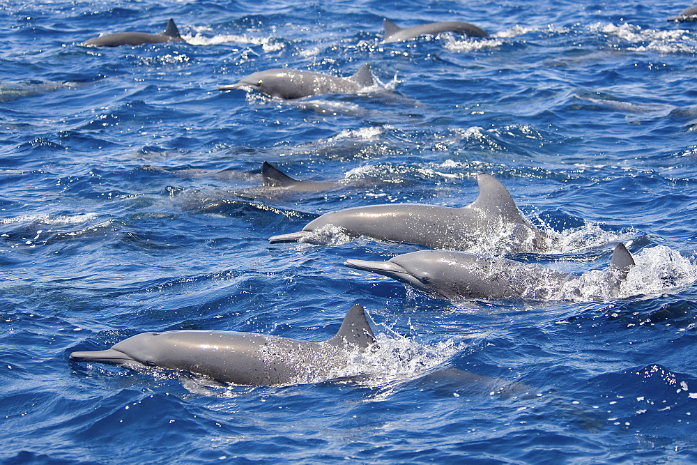 Central American Spinner Dolphins, Stenella longirostris centroamericana, this is part of a super pod of over 2,000 individuals, Costa Rica, Pacific Ocean.