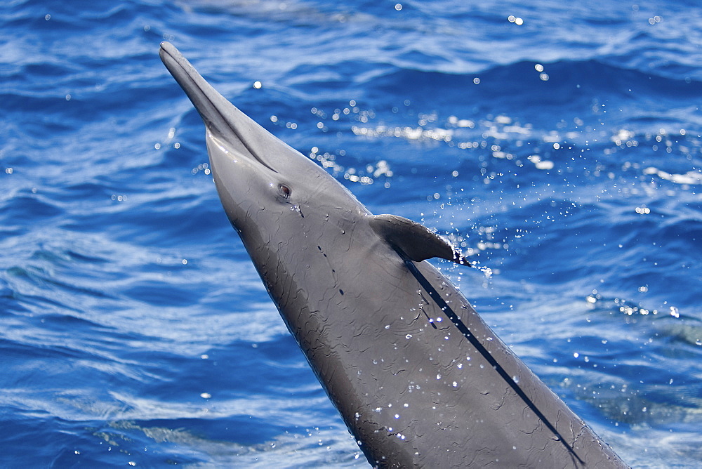 Central American Spinner Dolphin, Stenella longirostris centroamericana, spinning right in front of the photographer, Costa Rica, Pacific Ocean.