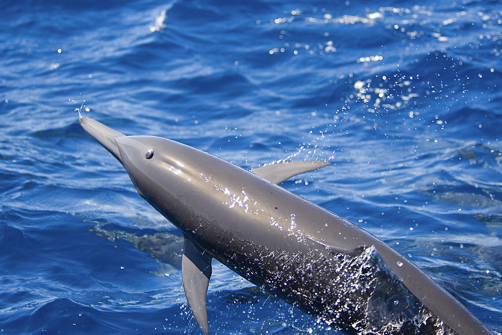 Central American Spinner Dolphin, Stenella longirostris centroamericana, spinning, Costa Rica, Pacific Ocean.