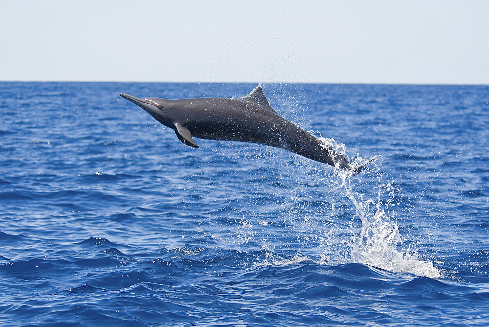 Central American Spinner Dolphin, Stenella longirostris centroamericana, spinning high in the air, Costa Rica, Pacific Ocean.