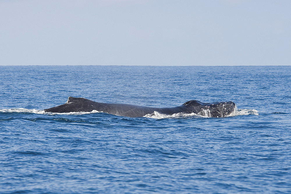 Male Humpback Whale, Megaptera novaeangliae, the tubercles on its head are bloodied from fighting with other males whilst in pursuit of a female, Costa Rica, Pacific Ocean.