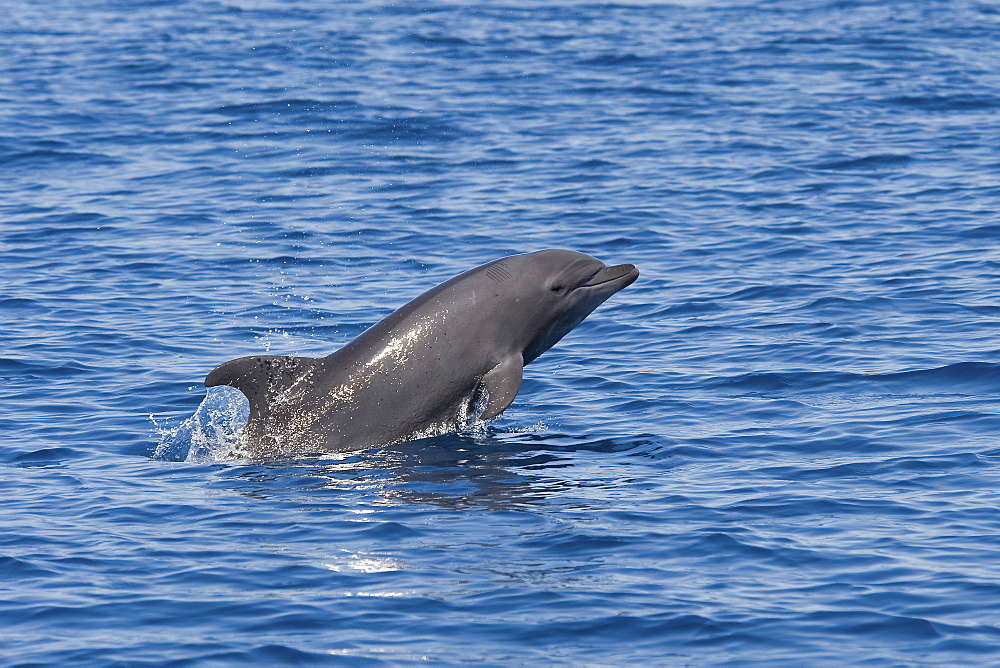 Juvenile Common Bottlenose Dolphin, Tursiops truncatus, porpoising, Costa Rica, Pacific Ocean.