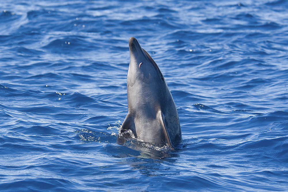 Common Bottlenose Dolphin, Tursiops truncatus, spyhopping with a very small Remora under it's beak, Costa Rica, Pacific Ocean.